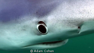 Blue shark face. She came in for a close look at my new h... by Adam Cohen 